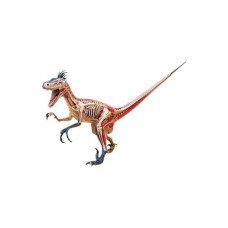 4D Vision Velociraptor Anatomy Modely