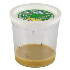 5 Live Caterpillars - Cup Of Caterpillars - Butterfly Kit Refill - Shipped Now