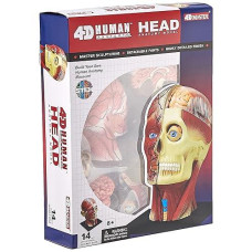 4D Vision Human Head Anatomy Model