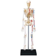 4D Visions Models Visible Human Skeleton Anatomy Kit, One Color