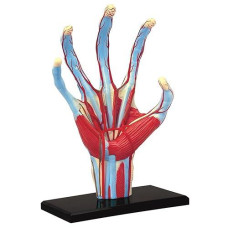 Tedco Human Anatomy - Hand Model