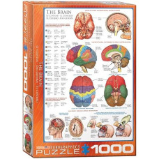 Eurographics Human Body (The Brain) 1000 Piece Puzzle