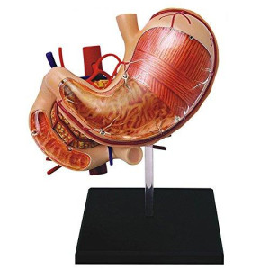 Famemaster 4D-Vision Human Stomach Anatomy Model Multi-Colored, 10"