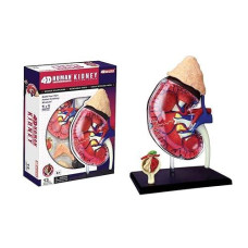 4D Master Human Anatomy Kidney Model Kit, One Color