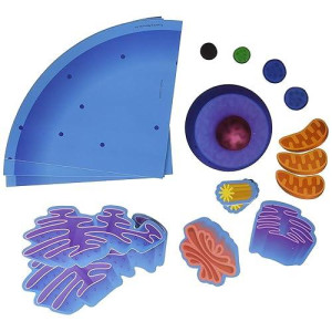 Learning Resources Giant Magnetic 4Pc Animal Cell, Science Classroom And Teacher Supplies