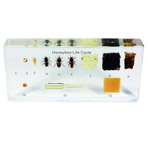Real Bug Acrylic Honeybee Life Cycle Bioplast Block, 6-1/2" Width X 3-5/32" Height X 0.91" Thickness