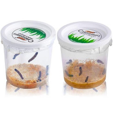 Nature Gift Store 10 Live Caterpillars Shipped Now- Butterfly Kit Refill Only