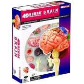 Human Brain Anatomy Model - Build Your Own!