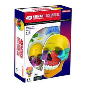 4D Master 26087 4D Anatomy Didactic Exploded Skull Model