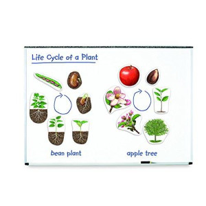 Learning Resources Giant Magnetic Plant Life Cycles (Set Of 6)