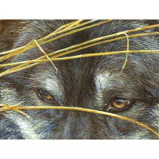 Sunsout Inc - Wolf Eyes And Reeds - 500 Pc Jigsaw Puzzle By Artist: Lori Schory - Finished Size 18" X 24" - Mpn# 21759