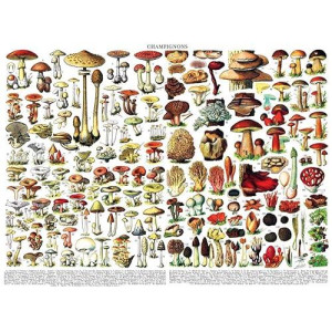 New York Puzzle Company - Vintage Images Mushrooms ~ Champignons - 1000 Piece Jigsaw Puzzle