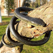 Odowalker Lifelike Rubber Black Fake Snake Looks Like Real Gag Gift Prank Joke 52 Inch for Halloween Party,April Fools Day,Scare Friends,Garden Decor
