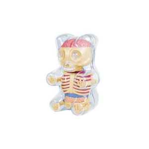 4D Master Baby Gummi Bear Skeleton Anatomy Model