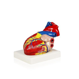 Parco Scientific Pb00070 Human Heart Model | 3 Parts, 3X Life Size | Shows External And Internal Anatomy Detail With Ventricles, Atria, Valves, Veins And Aorta | Labelled Diagram Included