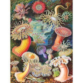 New York Puzzle Company - Vintage Images Sea Anemones - 1000 Piece Jigsaw Puzzle