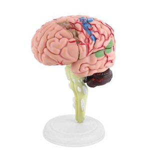 1Pc Brain Model Disassembled Anatomical Model Human Brain Model Science Classroom Study Display Medical Model Teaching Tool