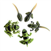 Sensory4U Frog Life Cycle Amphibian Metamorphosis Science Learning Toys