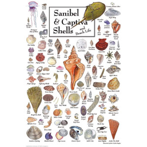 Heritage Puzzles Shells Of Sanibel Captiva 550 Piece Puzzle Made In The Usa