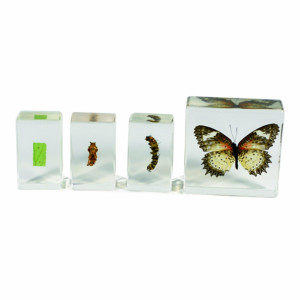 Realbug Butterfly Lifecycle 4Pc Set White