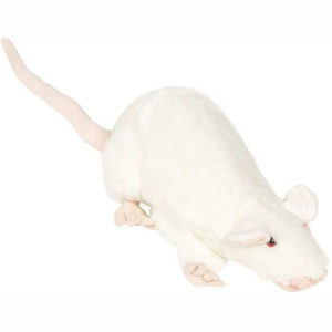 13 Rat White