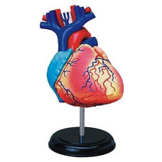 4D Vision Human Anatomy Heart Anatomy Model By 4D Master