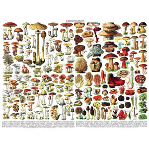 New York Puzzle Company Vintage Images Mushrooms Champignons 1000 Random Cut Jigsaw Puzzle For Adults By Adolphe Philip Mi