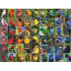 New York Puzzle Company Cornell Lab Rainbow Of Birds 1000 Piece Jigsaw Puzzle For Family Game Nights