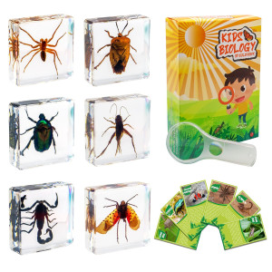 6 Pcs Insect Specimen Set Spiderscorpioncricketflower Chafersstink Bugspotted Lanternfly Resin Collection Science Toys