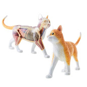 4D Vision Orange Tabby Cat Skeleton Anatomy Model Kit