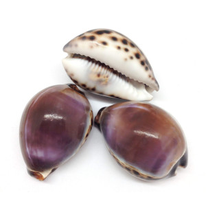 Pepperlonely 3Pc Polished Purple Top Arabian Tiger Cowrie Sea Shells 212 Inch 312 Inch