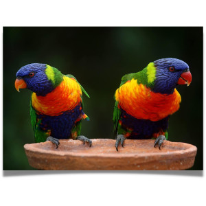 Jigsaw Puzzle For Adults 1000 Pieces Rainbow Color Lorikeets Birds Large 27 X 20 Inch Sturdy Tight Fitting Pieces Easy O