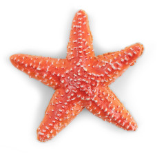 Papo Handpainted Figurine Marine Life Starfish56050 Collectible For Children Suitable For Boys And Girls From