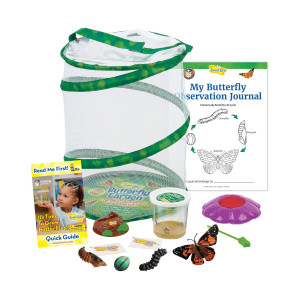 Butterfly Garden With Cup Of Caterpillars Plus Butterfly Life Cycle Stages