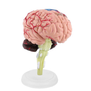 1Pc Disassembled Anatomical Human Brain Model Medical Teaching Tool Toy