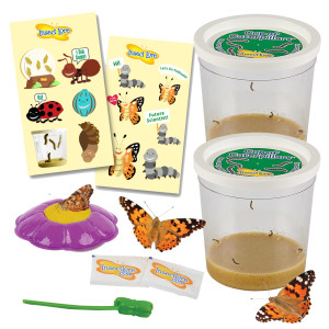 Insect Lore Two Cups Of Caterpillars Deluxe 10 Live Baby Caterpillars Stickers Included Painted Lady Butterflies