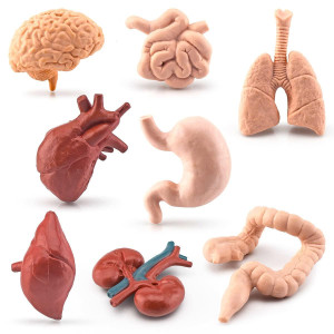 8 Pcs Human Organ Model Mini Body Parts Anatomical Figure Realistic Brain Heart Lung Liver Stomach Large Intestine Small Intesti