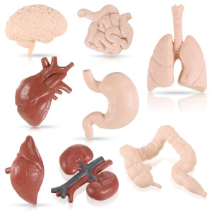 Yinkin 8 Pcs Human Body Model For Kids Mini Body Parts Sets Human Organ Model Anatomy And Physiology 3D Anatomy Model Study Tool