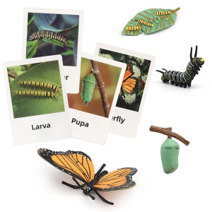 Montessori Life Cycle Animal Figures With Flash Cards Plastic Insects Monarch Butterfly Kit Caterpillar Toy For Kids Realistic