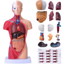 Hotrose Human Body Model For Kids 15 Pcs Removable 11 Inch Human Torso Anatomy Model For For Teaching Study Class Students With