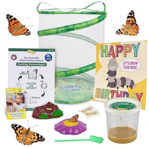 Insect Lore Butterfly Growing Kit with Live Caterpillars