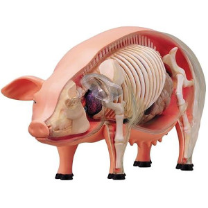 Tedco 4D 26102 Vision Pig Anatomy Model, One Color