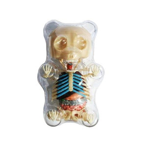 4D Master Gummi Bear Skeleton Anatomy Model Kit, Clear