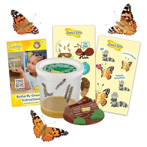 Insect Lore Cup of Caterpillars | 5 Live Caterpillars Kit