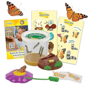 Insect Lore Cup Of Caterpillars Deluxe | 5 Live Baby Caterpillars | Stickers & Chrysalis Holding Log Included | Painted Lady Butterflies | Refill For Butterfly Garden