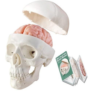 2024 New Human Skull Model,3 Part With 2-Part Human Brain;Half Life Size Skull With Brain;Human Head With Brain For Medical Teaching Learning, Art Sketch,Educational Display Tool Human Anatomy