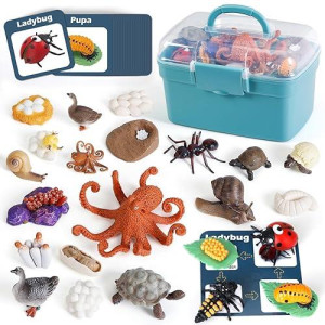 Life Cycle Toys For Kids - Life Science Education Kits: Ladybug, Ants, Goose, Land Turtle, Snail, Octopus - 24 Pieces Animal Models Stem Learning Toys For 3-10 Year Old