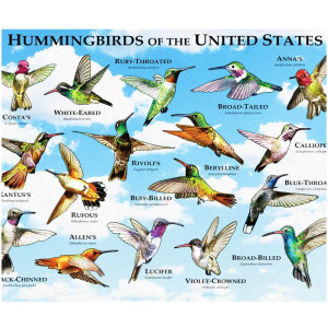 300 Pieces Hummingbird Puzzles for Adults Large Pieces Bird Jigsaw Puzzle for Kids Adults and All Bird Lovers