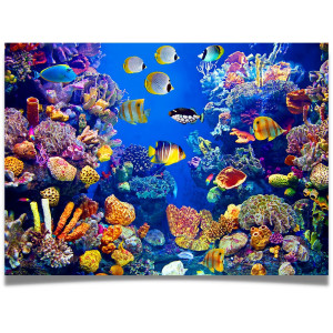 Jigsaw Puzzle for Adults 1000 Pieces - colorful Fish Aquarium - Size Large 27 x 20 inch - Refrence Poster 11x16, Sturdy Tight Fitting Pieces, Letters On Back, Rated Medium to Hard
