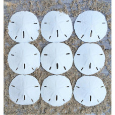 Nautical Crush Trading Sand Dollar Real Sand Dollars 2 12 To 3 Set Of 9 Sand Dollar Shells Plus Free Nautical Ebook B